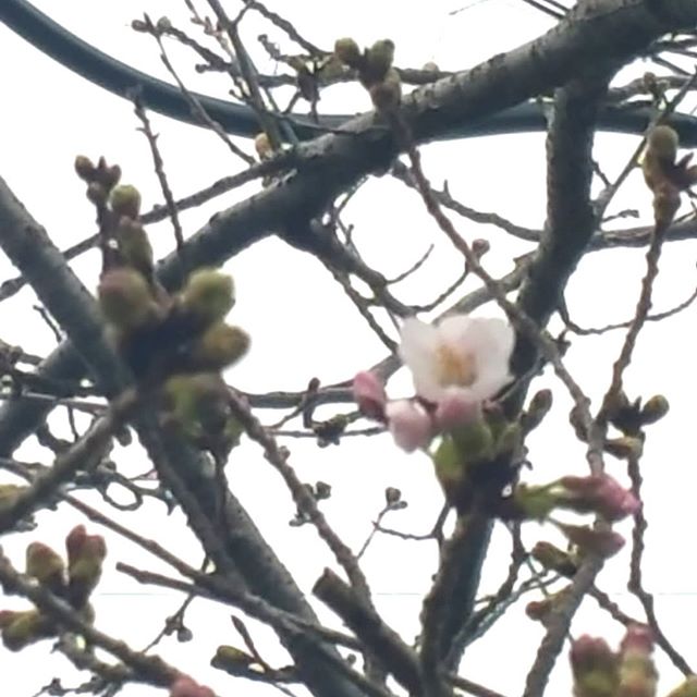 桜咲きました。家の横の桜が咲きました！まだ3輪ほどですが、嬉しい。早く沢山咲いてね〜。#2020桜 #開花